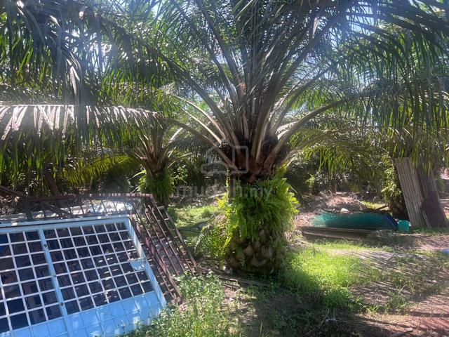 Labis Palm Oil land 6 acres 1