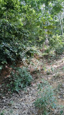 UNTUK DIJUAL Tanah Lot Pertanian Area Juasseh Kuala Pilah NS 4