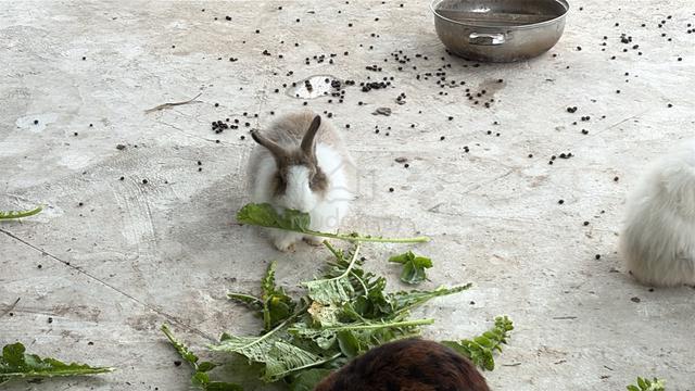Rabbit - photo 2 of 3