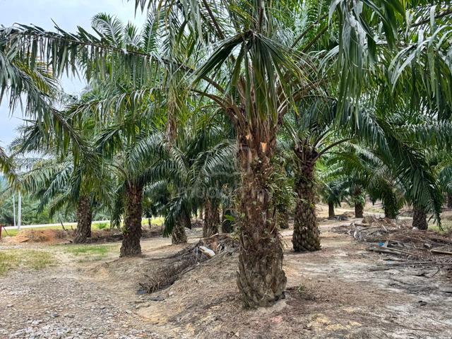 Baling tawar Agriculture Land Oil Palm For Sales 181 Acres 1