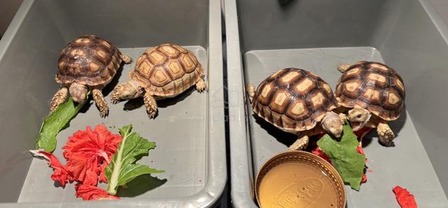 big Sulcata tortoise - photo 4 of 6