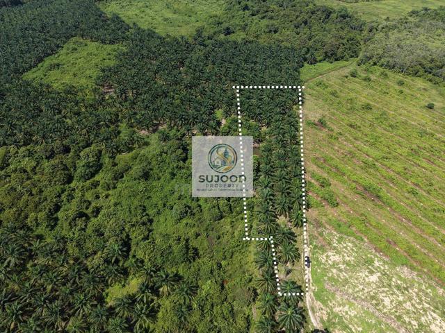 Kebun Sawit Freehold Kg Temai Seberang Pekan, Pahang 1