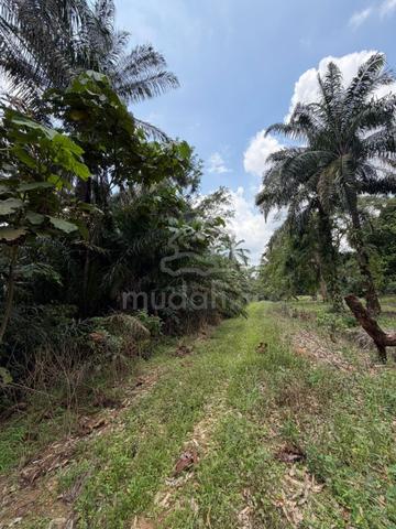 Kluang land sale 5500 acres 1