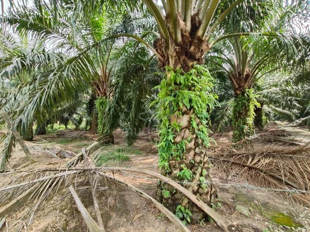 Agriculture Land for Sale – Ijok, Kuala Selangor near by Pekan Ijok 1