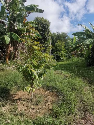 Agricultural Land for SALE IN LABUAN 1