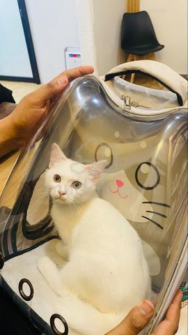 bsh mix - photo 2 of 3