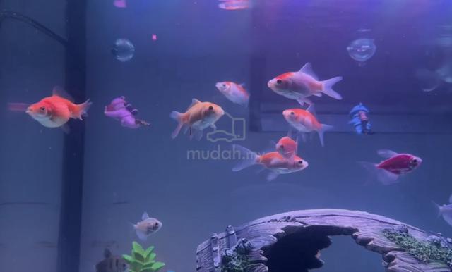 Ikan Glofish 8 ekor🐠🐟 - photo 4 of 6