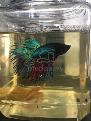 Ikan Betta - photo 2 of 3