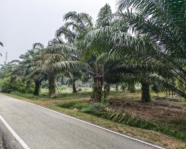 Tanah Sawit 2.8 Ekar Untuk Dijual!

 1