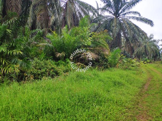 2.65Acres of Palm Oil Land in Pinang Tunggal For Sale 3