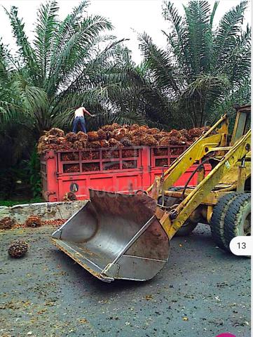 Ladang kelapa sawit 500 ekar good roi tanah psk cash buyer Rompin 3