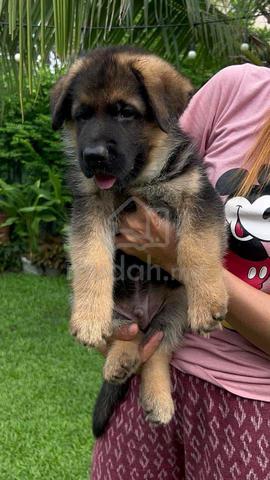 Carousel Image Selected