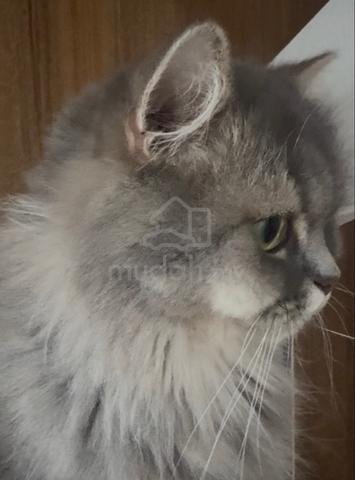 Purebred British Longhair - photo 2 of 4
