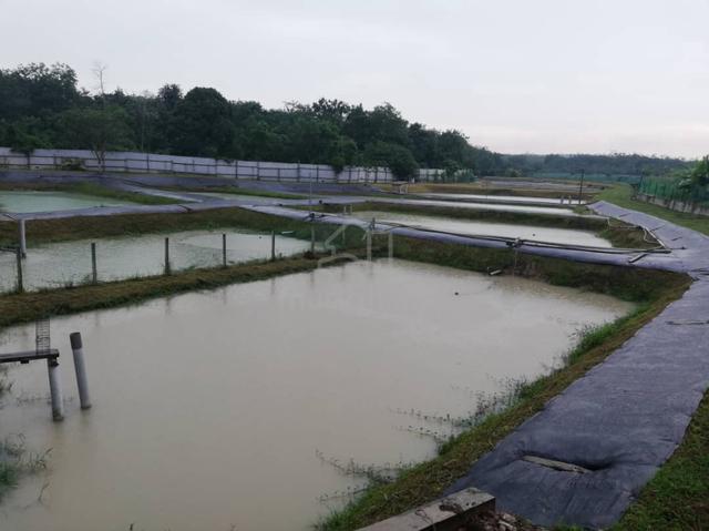 Jasin, 18 acres Fishpond, bird net house ,2 storey bungalow for sale 1