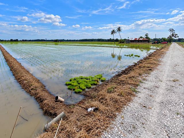 Freehold Tanah Sawah 3.05916 ekar Panchang Bedena Sabak Bernam 1