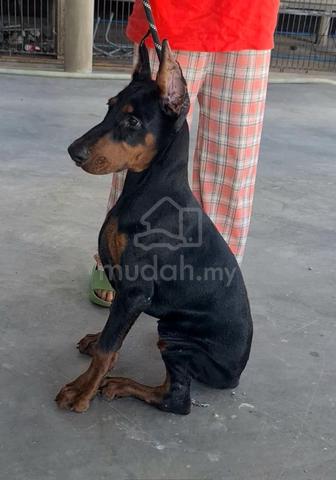 Doberman mudah fashion