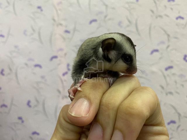 Classic Grey Sugar Glider - Pets for sale in Sitiawan, Perak