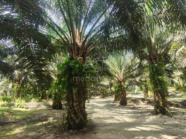 AGRICULTURE LAND FOR SALE – Sungkai / Bidor, Perak 1