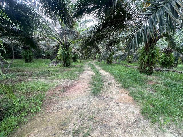 Jeram Kampar, Perak Freehold Agricultural Land For Sale 1