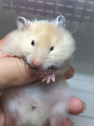 Baby hamster - photo 2 of 3