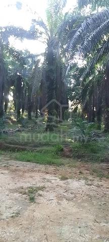 Agricultural Land for Sale, 12 Acre(s), Sungkai, Perak | Mudah.my