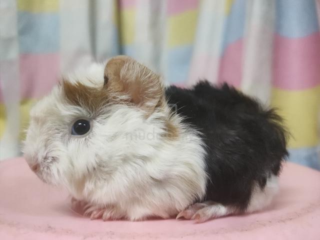 Guinea Pig - photo 5 of 6