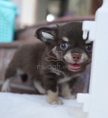 CHIHUAHUA PUPPIES VIP89🌷Head Apple Bonnie Dog Boy - photo 3 of 3