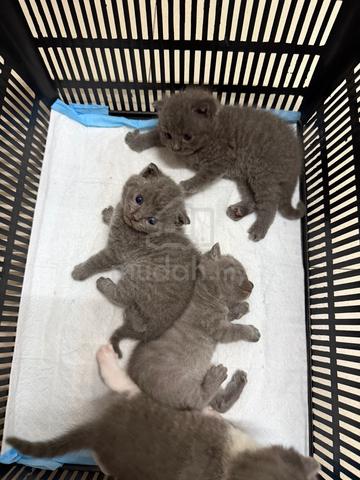 Carousel Image Selected