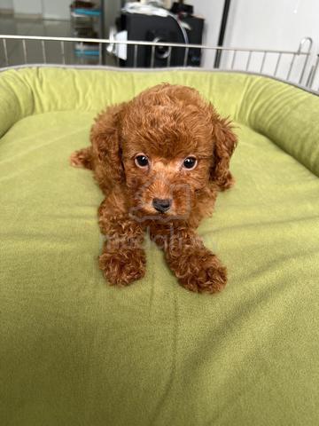 Carousel Image