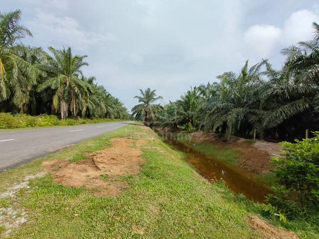 Palm Oil Kelapa sawit  3