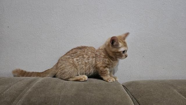 Munchkin oyen - photo 2 of 3