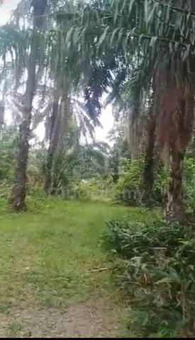 Tanah untul dijual Kg Sagil,Tangkak 1