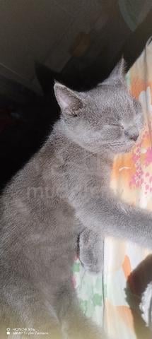 Pure Breed British Short Hair  - photo 2 of 4