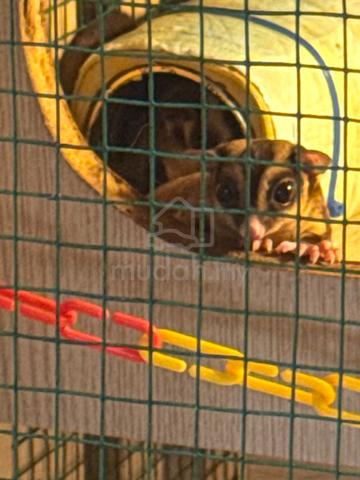sugar glider - photo 3 of 4