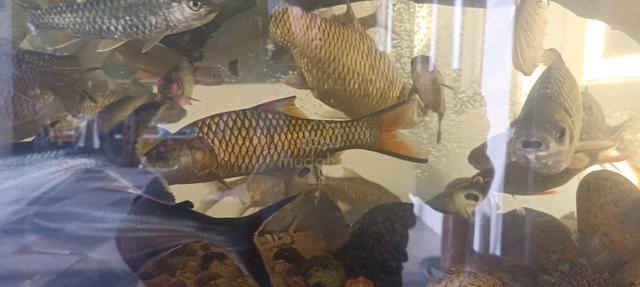 ikan sebarau (+- 11inch) - photo 4 of 6