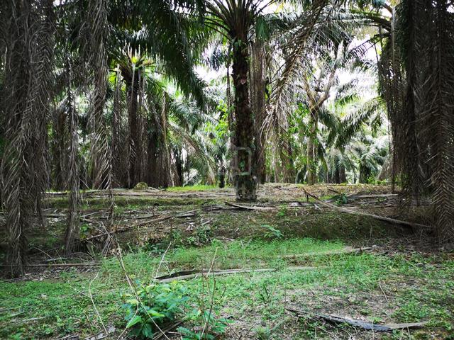 Melaka Two Acres Freehold Land 1