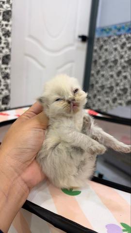 cat for sale - photo 2 of 6