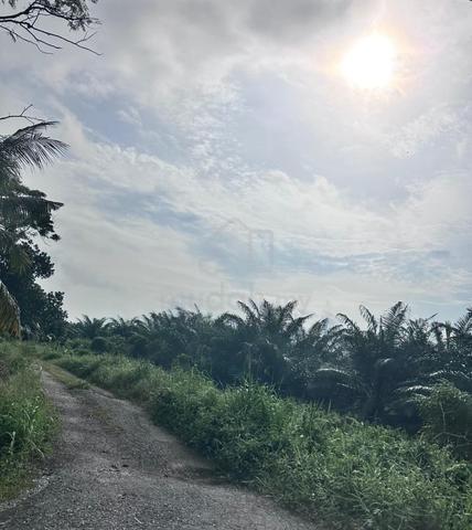 Simpang Renggam Agriculture Land For Sale 1