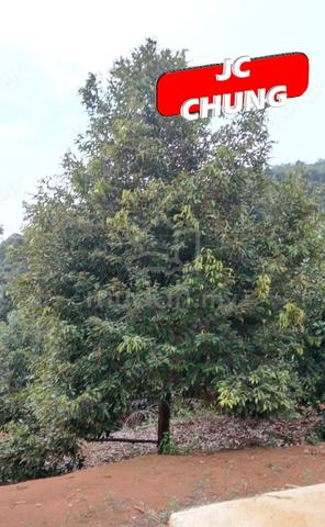 Musang King & Black Thorn Durian Farm | Kuala Kangsar | Perak丨Liman 3