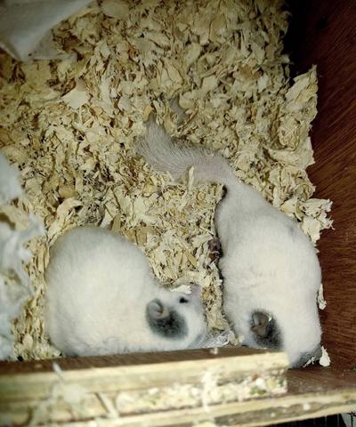 Sepasang Micro Squirrel - photo 2 of 2