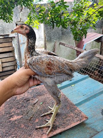pama iq utk dijual - photo 2 of 4