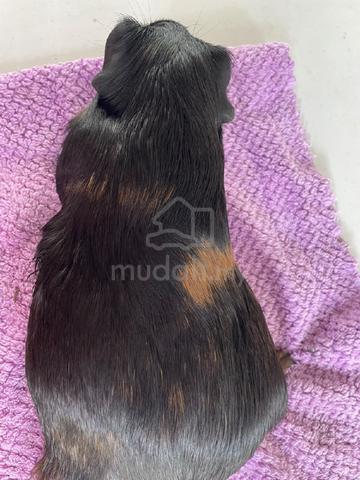 Guinea pig (Female) - photo 2 of 4