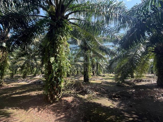 Pontian Kampung Java Oil Palm Farm 22 Acres Good Condition For Sale 1