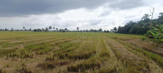 Tanah Sawah 1.5 Ekar Paling Murah Di Sabak Bernam 1