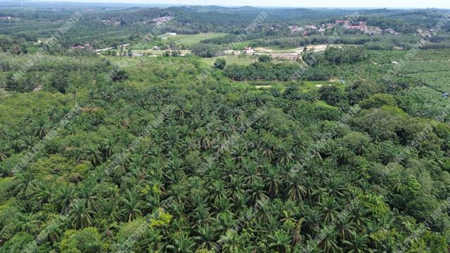 【FREEHOLD】Agriculture Land Jasin Melaka 30 acres with road for Sale 1