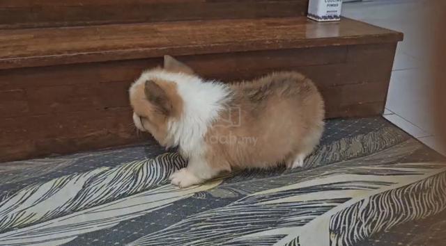Corgi Puppy (Long Coat) (Imported lineage) - photo 3 of 5