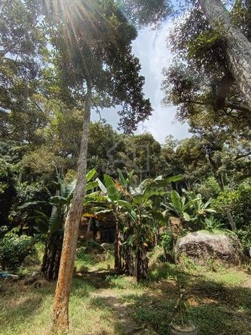 Balik Pulau ,Jalan Baru 1.698 acres DURIAN Orchard FOR SALE 1
