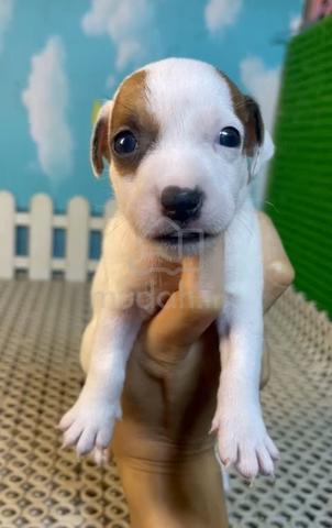 Jack Russell Terrier Male Puppy - Pets for sale in Wangsa Maju, Kuala ...