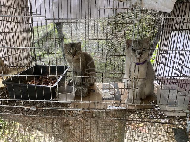 scottish mix bsh - photo 3 of 4