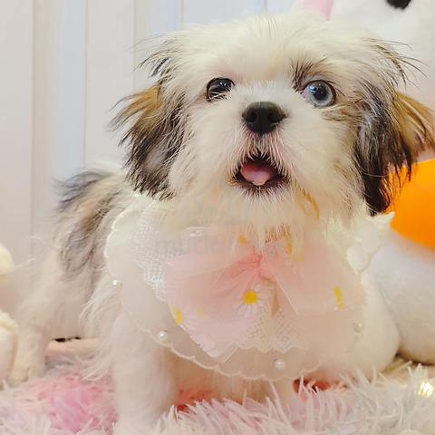 Gorgeous Cute Shih Tzu Puppu Dog Pet *yu.03847 - Pets for sale in ...